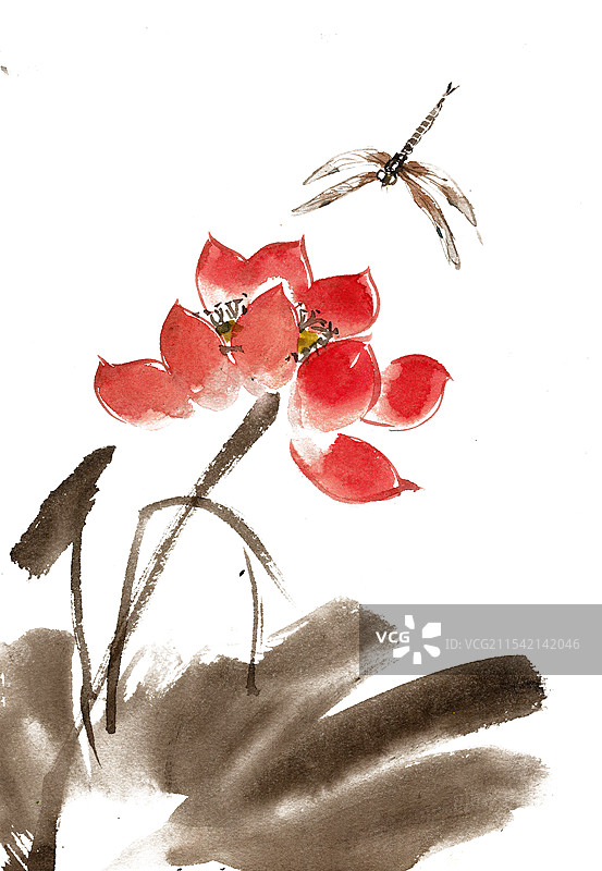 荷叶与蜻蜓图片素材