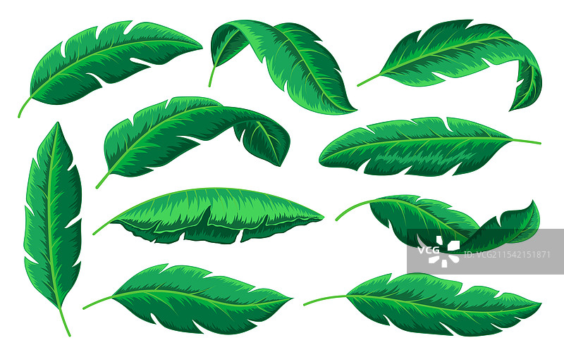 热带绿色叶子异国情调的香蕉棕榈叶组合图片素材