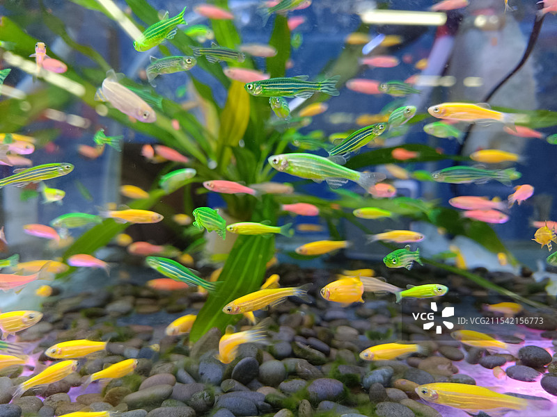 热带观赏鱼图片素材