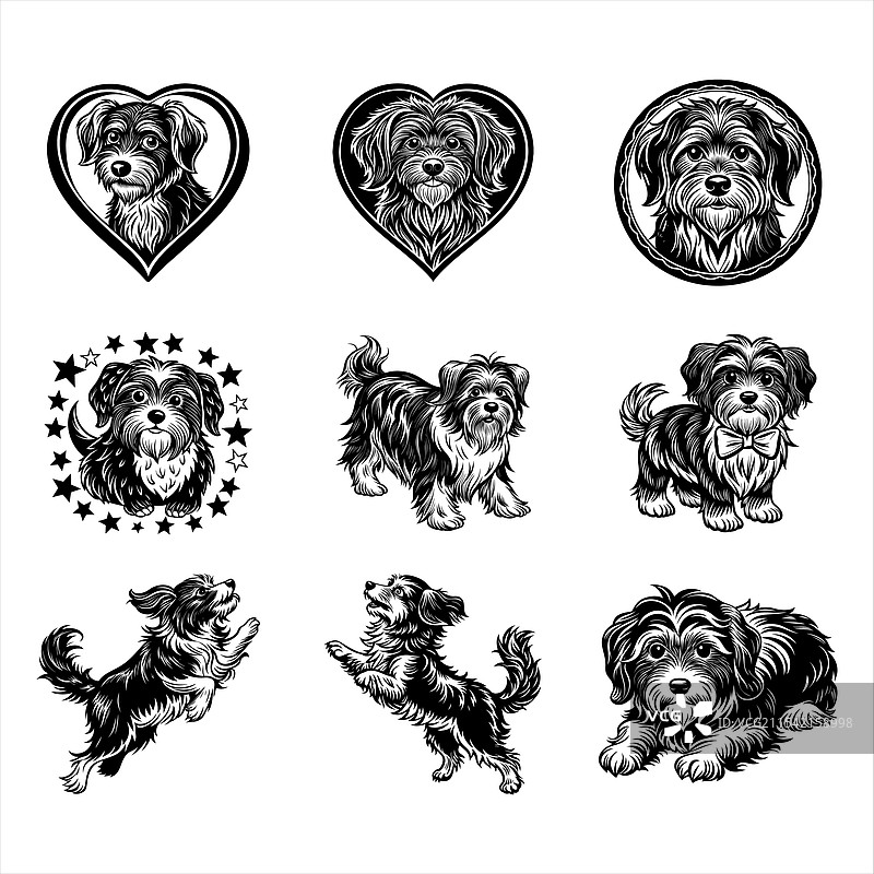 哈瓦那犬图片素材