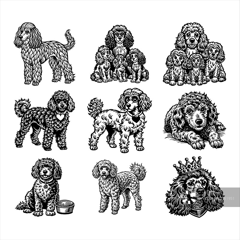 贵宾犬图片素材