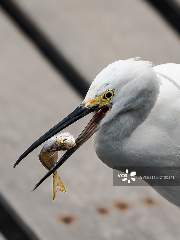 白鹭捉鱼瞬间图片素材