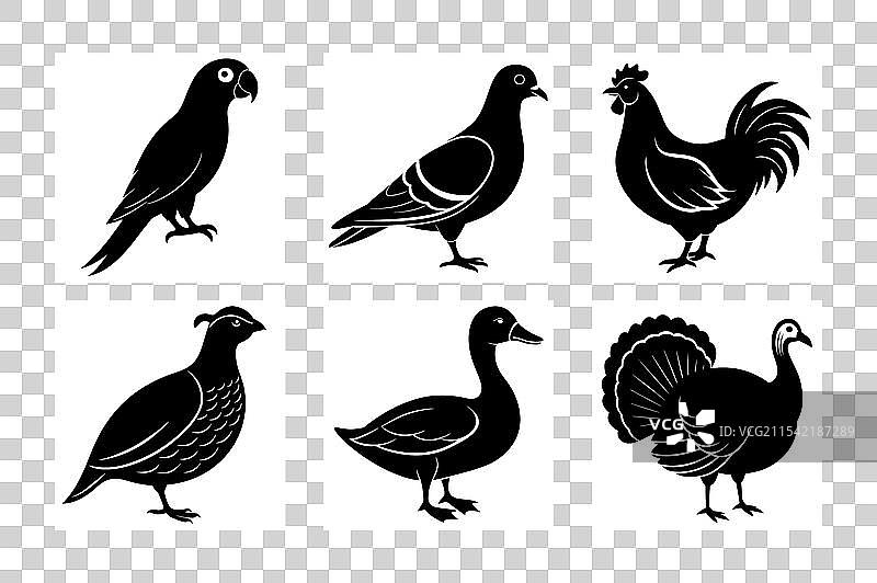 鹦鹉 鸽子 鸡 鹌鹑 鸭子 火鸡图片素材