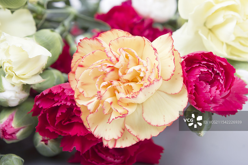 康乃馨图片素材