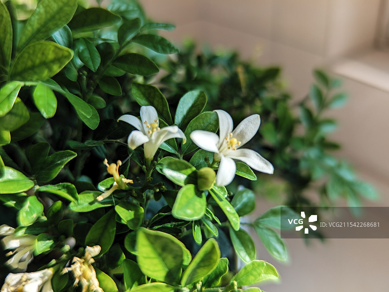 九里香开花图片素材