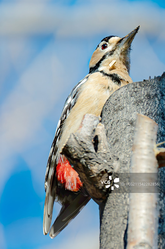 大斑啄木鸟栖息在树上的特写镜头图片素材