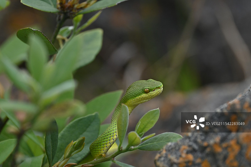竹叶青蛇，摄于中国香港鸡公岭。图片素材