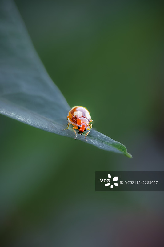 《微距视野中的七星瓢虫与树叶尖：生命的微观依托》图片素材