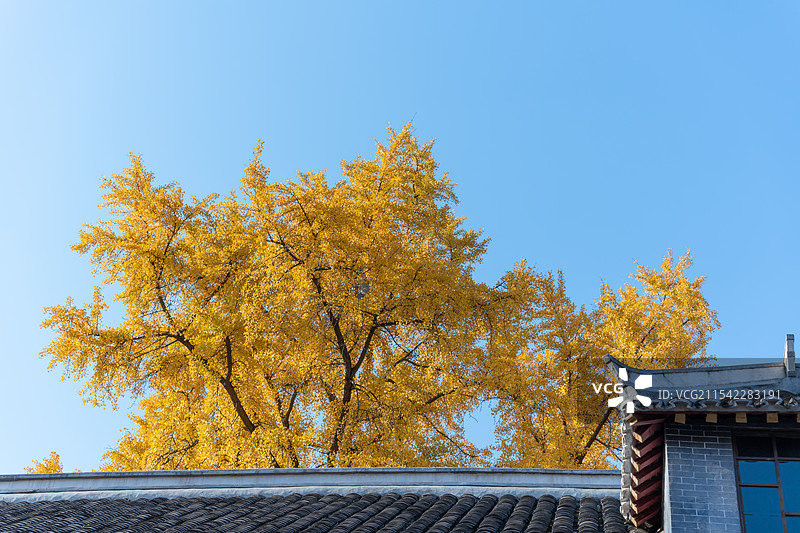 四川大学长在屋顶的银杏树图片素材