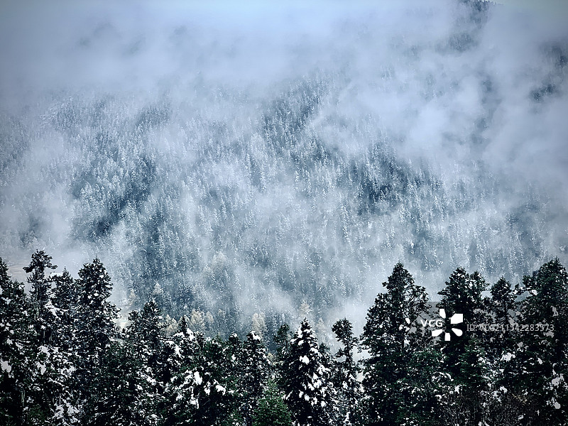 黄龙-雪覆绿植图片素材