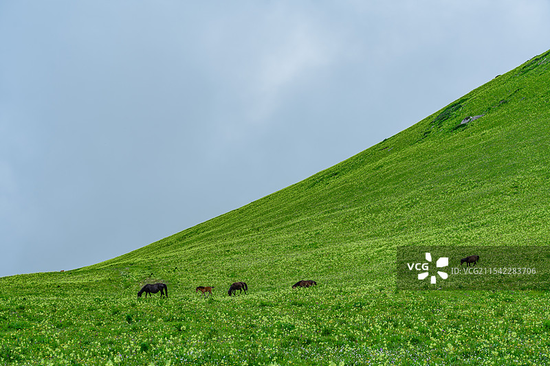 九顶山的马图片素材