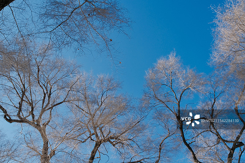 吉林北山公园的树图片素材