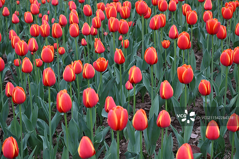 西安兴庆宫含苞待放郁金香图片素材