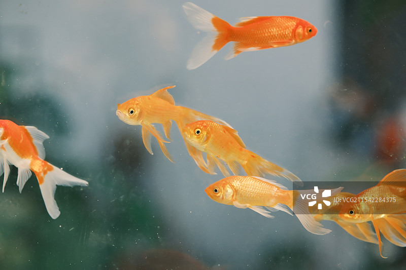 水中游的金鱼图片素材