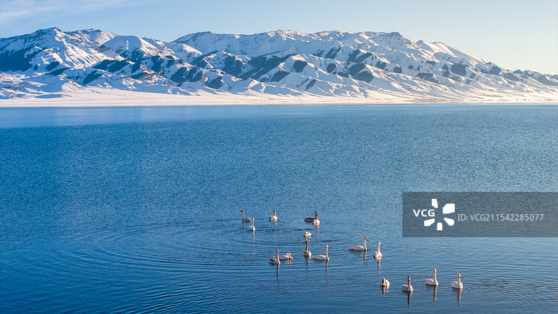 赛里木湖天鹅图片素材