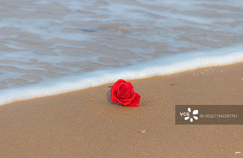 海边玫瑰图片素材