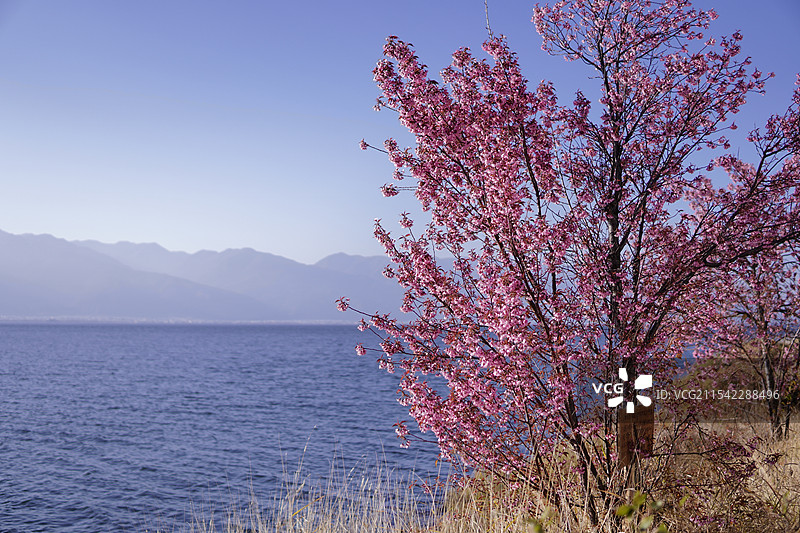 洱海畔盛放的冬樱花图片素材