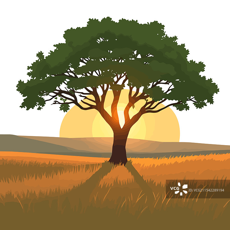一棵树在田野中，背后是落日。图片素材