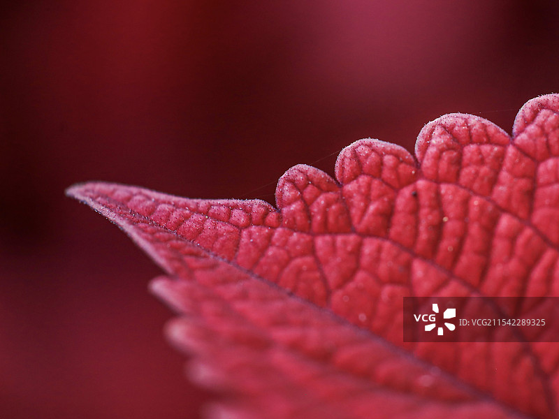 在南宁花卉公园拍摄的红色的植物叶子局部特写，脉络很清晰的红色叶子图片素材