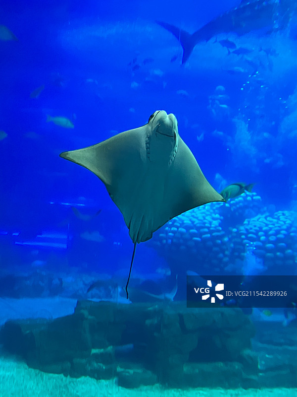 在深邃的蓝色海洋里，一只蝠鲼宛如优雅的舞者，它那独特的身形，仿佛是海洋赋予的神秘艺术品，带着一丝微笑图片素材