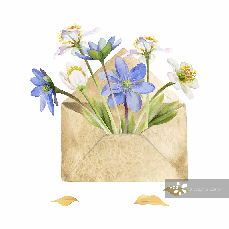 春天的花朵：白色森林银莲花和报春花图片素材