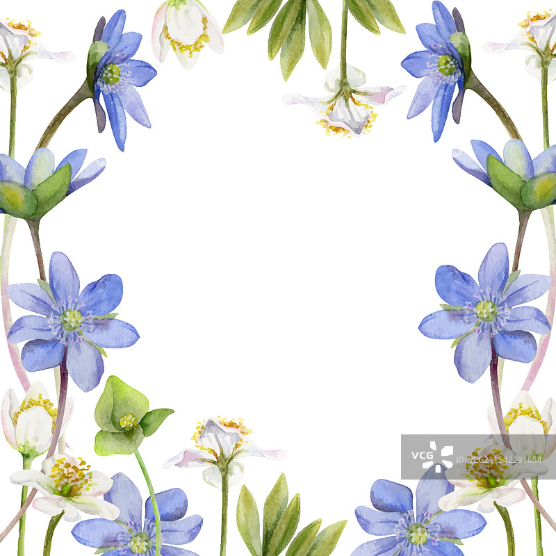 春季短暂花卉 白色森林银莲花图片素材