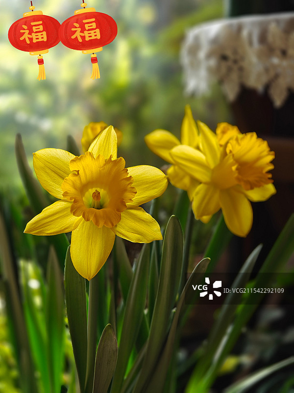 春节喜庆黄水仙图片素材
