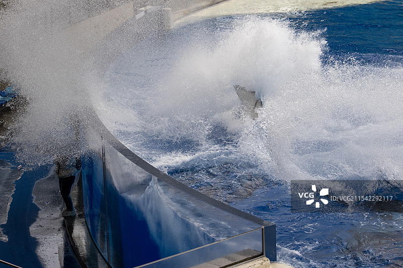 虎鲸表演泼水节图片素材