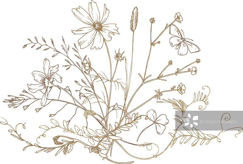 田野草地上的野花和草药，三叶草图片素材