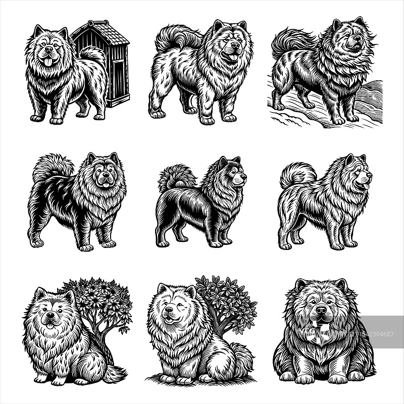 松狮犬图片素材