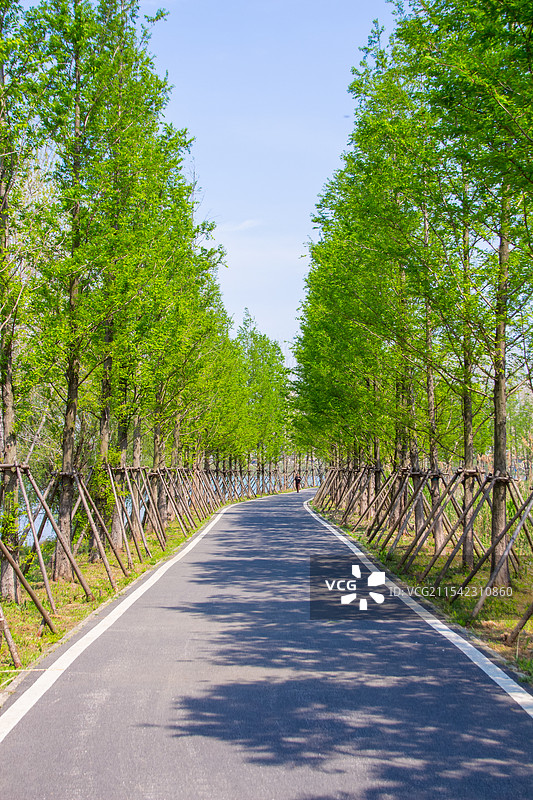 水杉林荫大道图片素材