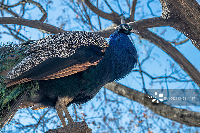 济南红叶谷孔雀图片素材