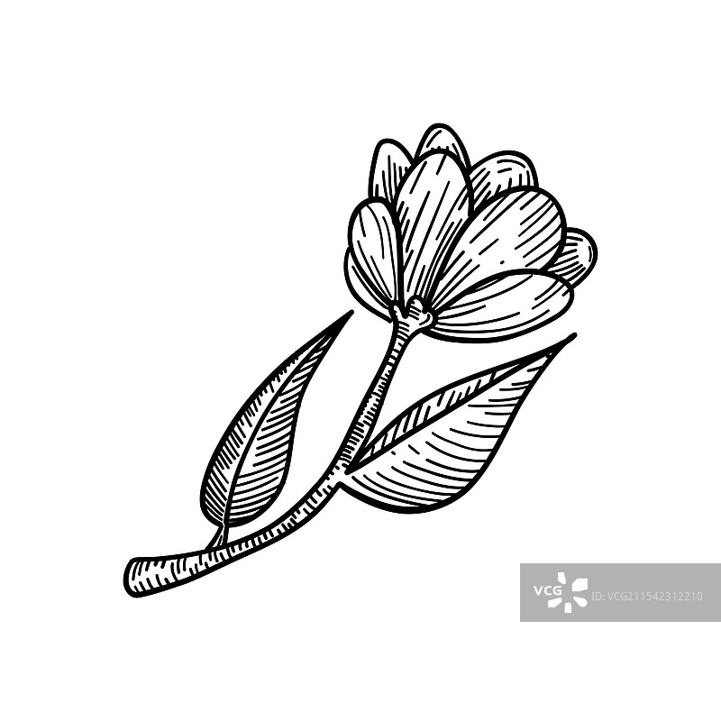 黑白植物线条艺术的精致图案图片素材