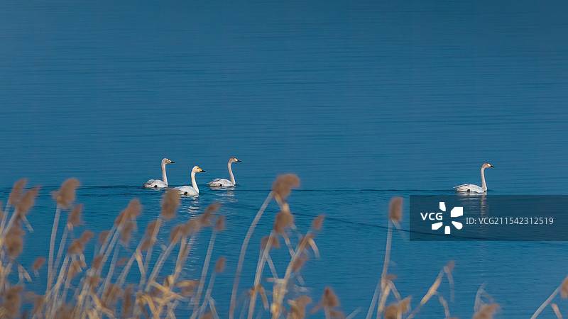 小天鹅和她的孩子们图片素材