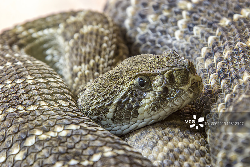 西部菱背响尾蛇(Crotalus atrox)是世界第二大的响尾蛇图片素材
