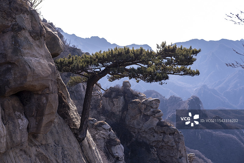 桃源仙谷的迎客松图片素材