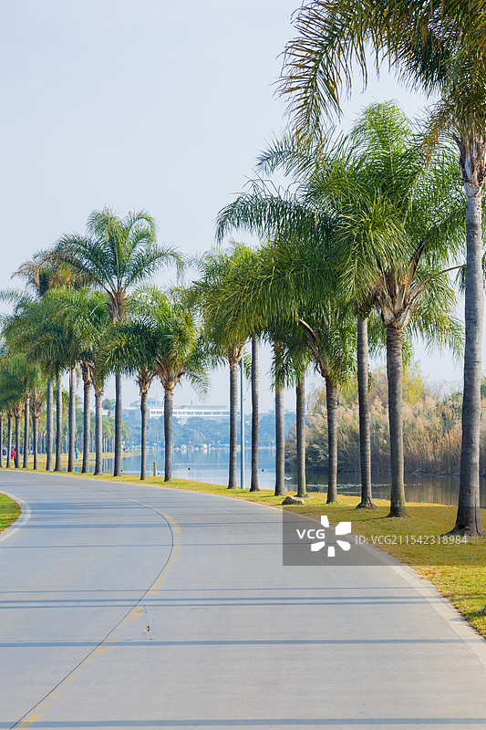 云南弥勒 湖泉生态园 南方热带风情 暖冬 蓝天白云下椰树林立的环湖道图片素材