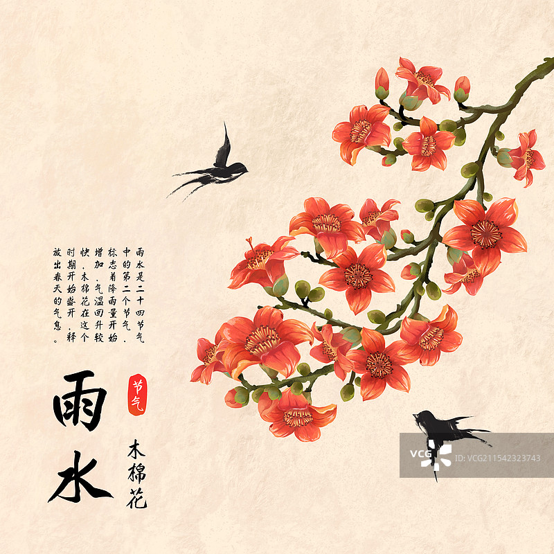 二十四节气雨水花卉 - 木棉花 插画海报图片素材