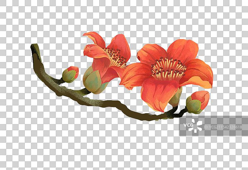 二十四节气雨水花卉 - 木棉花 插画元素图片素材