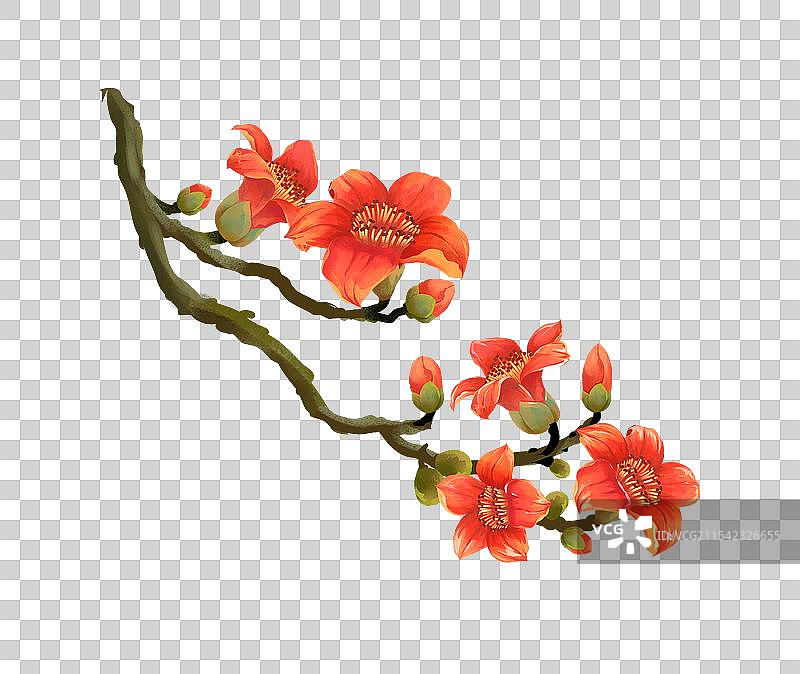 二十四节气雨水花卉 - 木棉花 插画元素图片素材