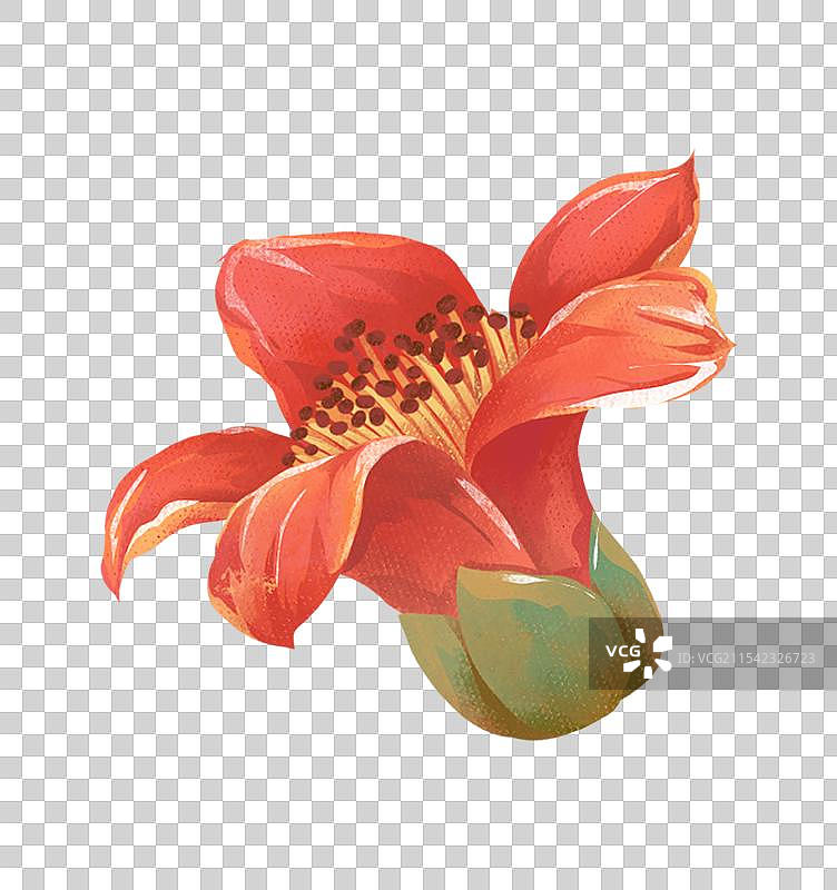 二十四节气雨水花卉 - 木棉花 插画元素图片素材