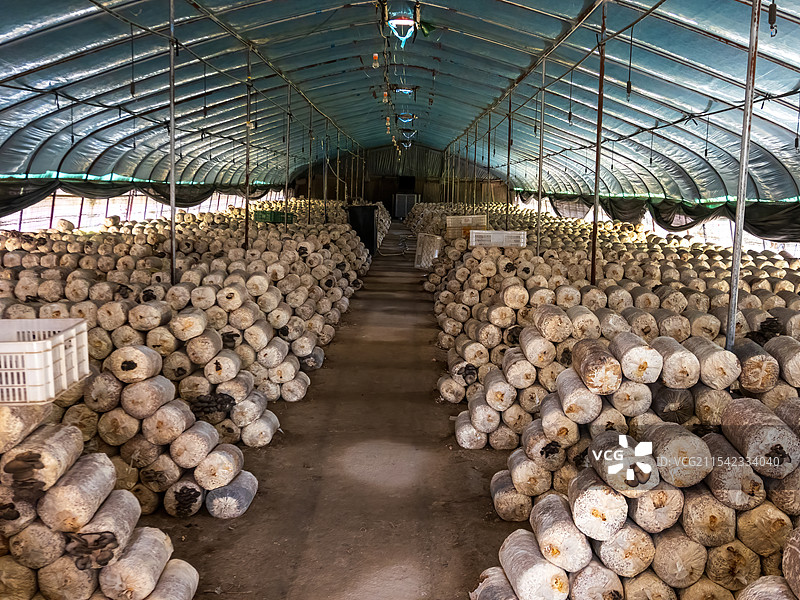 河南郑州 大棚种植  食用菌种植 平菇图片素材