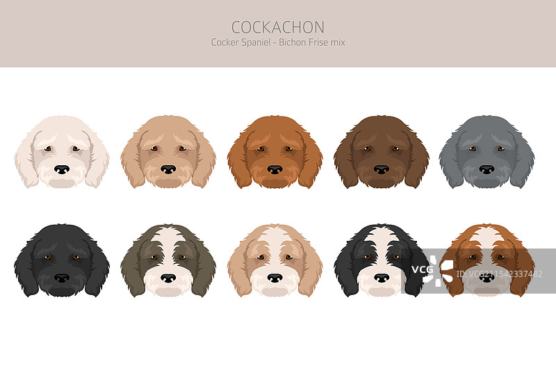 可卡犬和比熊犬混合的剪贴画图片素材