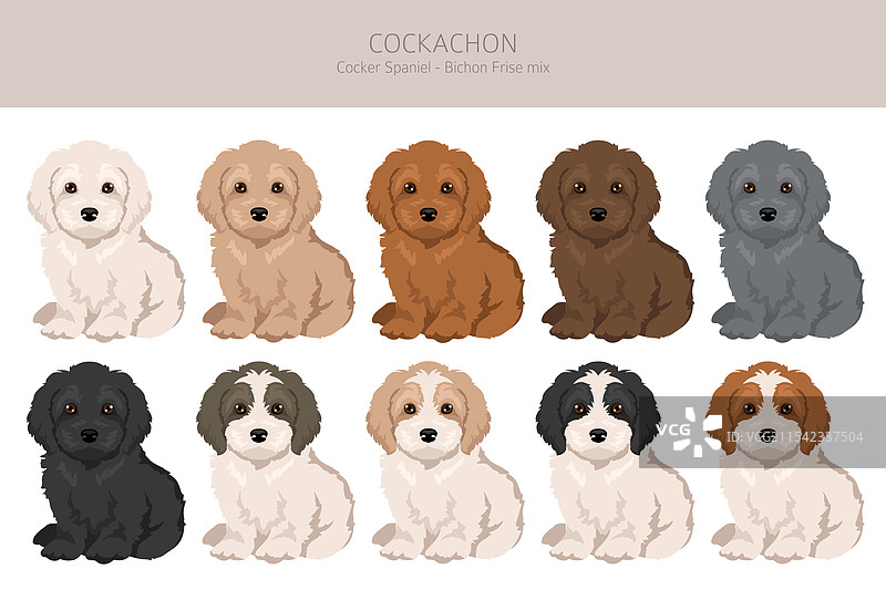 可卡犬和比熊犬混合的剪贴画图片素材