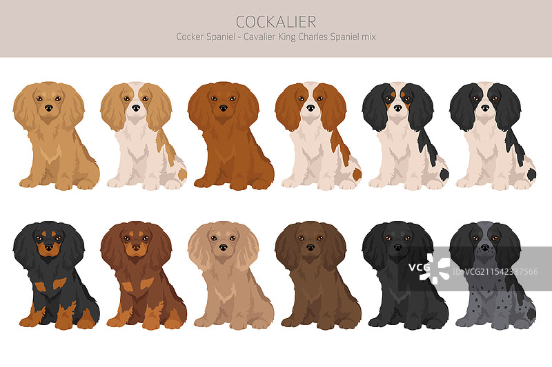 可卡犬与骑士查理王犬的剪贴画图片素材