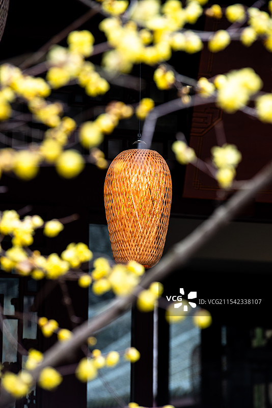 竹编灯笼在腊梅中图片素材