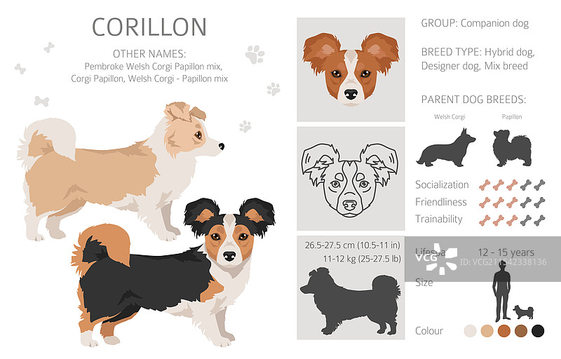 威尔士柯基与巴比伦犬混合的剪贴画图片素材