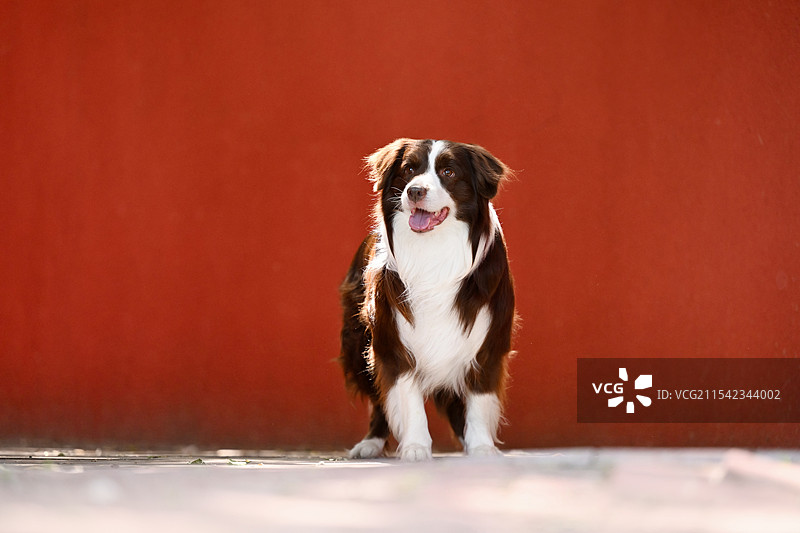 充满活力的边境牧羊犬图片素材