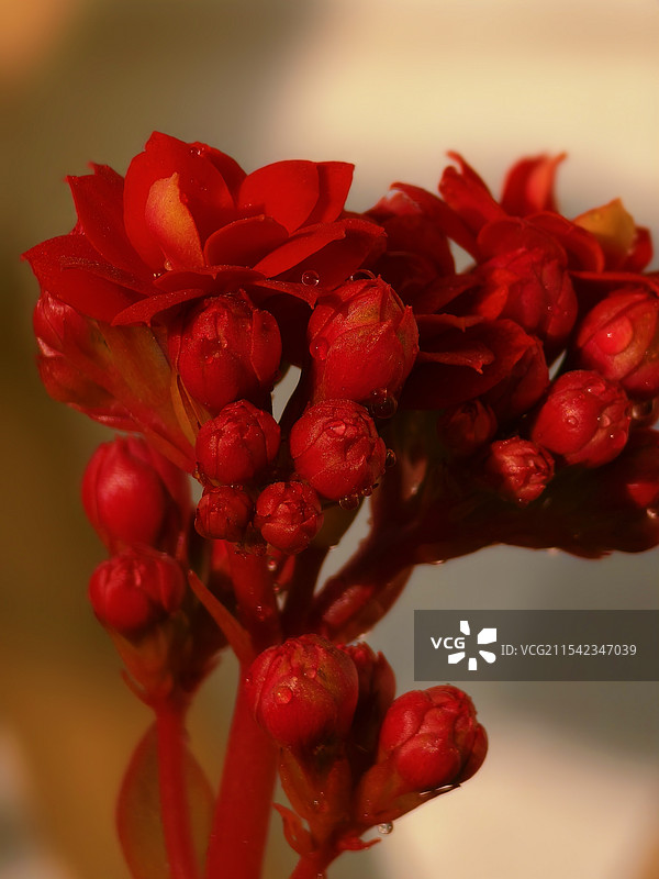 红色长寿花特写图片素材