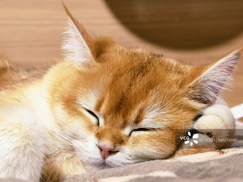 姜黄色猫的肖像图片素材